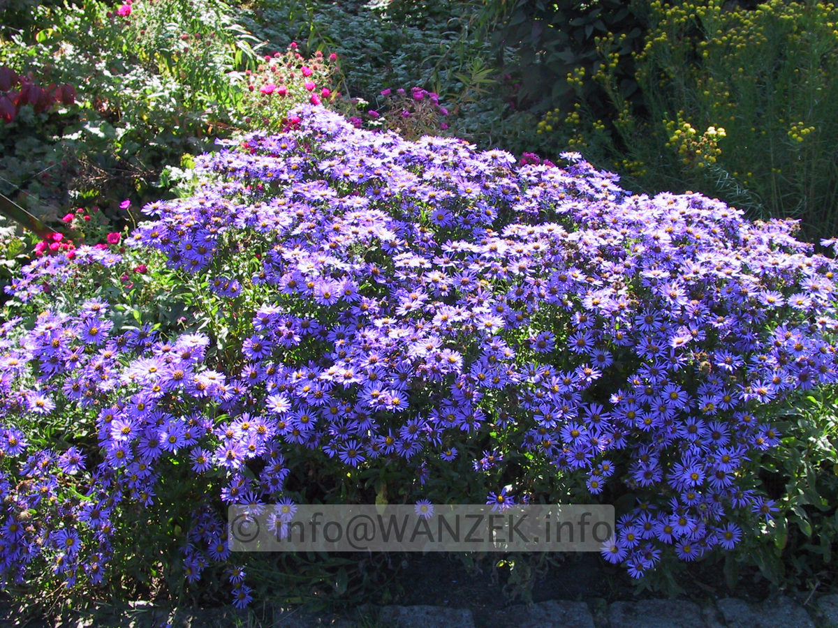 Aster amellus Gluecksfund2.JPG